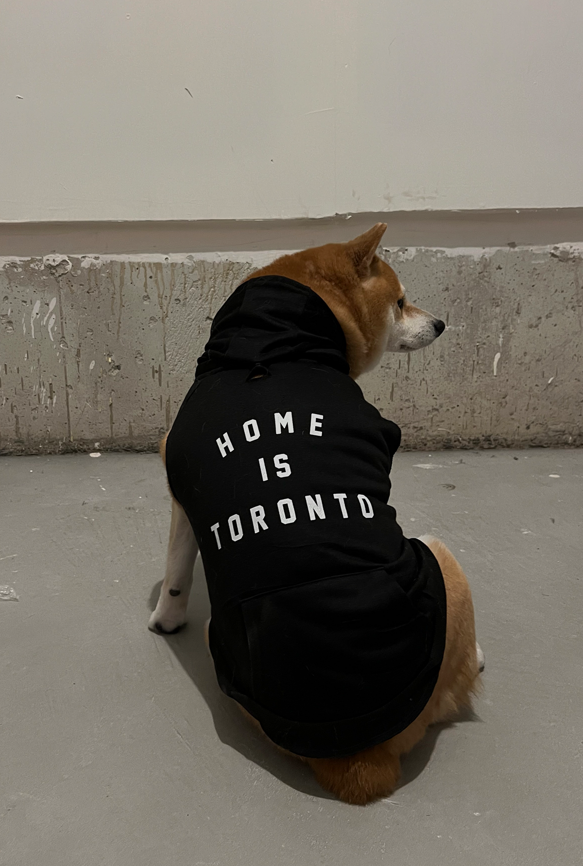 Home is Toronto Dog Hoodie - Black