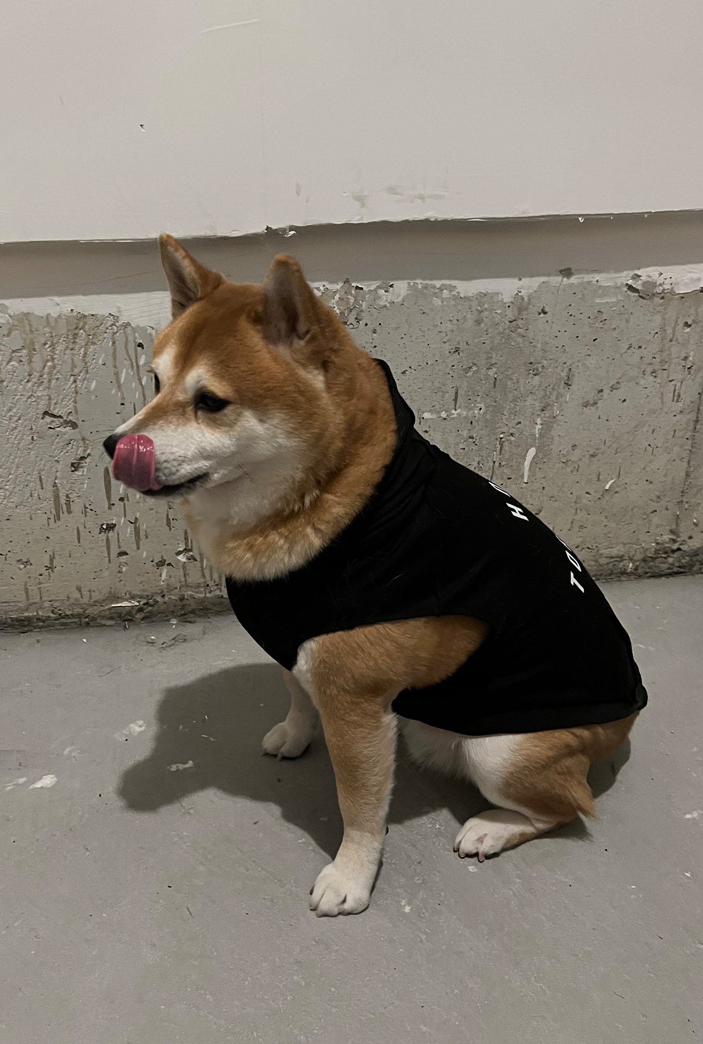 Home is Toronto Dog Hoodie - Black